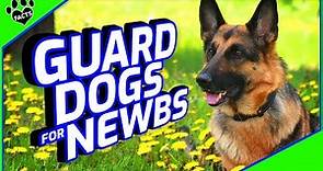 Top 7 Best Guard Dogs for First-Time Owners - Dogs 101