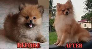 Pomeranian Before and after Growing up | My cute Pomeranian TRANSFORMATION ❤️