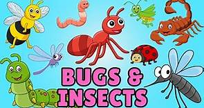Bugs For Kids | Insect For Kids | Bugs and Insects for Kids | Insects and Bug