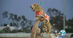 Fastest wiener dog in the West crowned at Wienerschnitzel race
