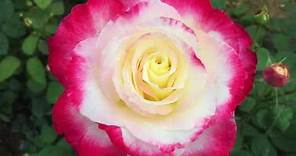 Double Delight Rose - Care and Growing Conditions - A Fragrant Hybrid Tea Rose