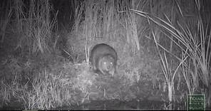 How to Recognize Beaver Activity - Tips from a Wildlife Biologist