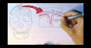 Neurology - Physiology Overview