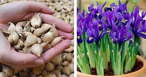 How to Plant Iris Reticulata Pixie: Spring Garden Guide