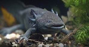 Nature:Salamander of the Gods | WILD HOPE