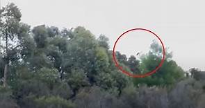 Hunters film themselves running from aerial deer culling helicopter on Callendale property in SA