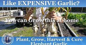 How to Plant, Grow, Harvest & Cure Elephant Garlic | Expensive Garlic