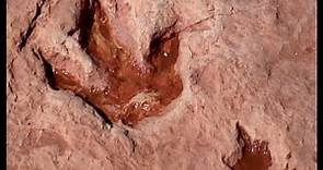 USA - Dinosaur Tracks at Tuba City (Arizona)
