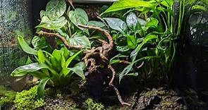 Vivarium Plant Care - How to Keep Your Vivarium Plants Alive and Healthy!