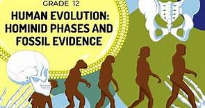Hominid Evolution | Evidence in Skeleton and Phases of hominids