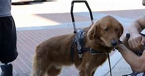 Lucky Dog - Sandy the Golden Retriever from Season 2...