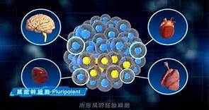 無限可能的起點 細胞治療(幹細胞)-中國附醫