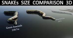 Snakes Size Comparison 3D