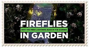 Fireflies in the Garden - How Beneficial They Are