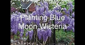 PLANTING BLUE MOON WISTERIA🌚 🌘. 🌿