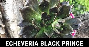 ECHEVERIA BLACK PRINCE 🖤 | Cuidados y Reproducción