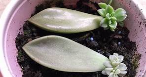 Propagating Succulents From Leaves