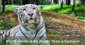 White Tiger Facts
