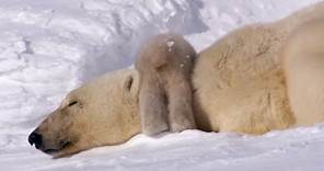 Polar Bear Cubs Taking Their First Steps | Planet Earth | BBC Earth