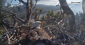 Watching a Bald Eagle nest cam in Big Bear Lake