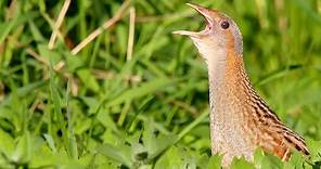 Bird sounds. Corncrake singing