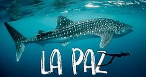 Swimming with WHALE SHARKS in La Paz, Mexico