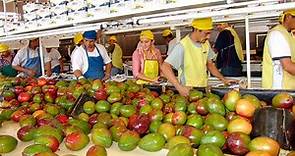 Empresas instaladas en Piura son las top en exportación de mango