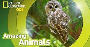Spotted Owl | Amazing Animals