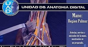 Mano: músculos, vasos y nervios de la palma - UAD - Primera Cátedra de Anatomía - FMed - UBA