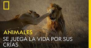 Esta leona se juega la vida para proteger la vida de sus crías | NATIONAL GEOGRAPHIC ESPAÑA