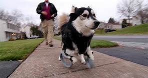 Derby the dog: Running on 3D Printed Prosthetics