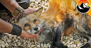 Befriending a QUICK Red Fox!