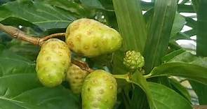 諾麗果的功效。Benefits of Morinda citrifolia Manfaat Buah Mengkudu.#shorts