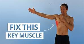5 Unique Serratus Anterior Exercises for Strong & Stable Shoulders