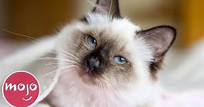 Top 10 Greatest Cat Breeds