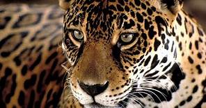 Documental Animales en Peligro de Extincion | El Jaguar | Documentales de Animales Salvajes
