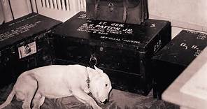 Patton’s Dog | Picture And Story