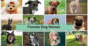 Top 20 Popular Female Dog Names