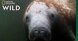 Manatees Are the "Sea Cows" of the Coasts | Nat Geo Wild