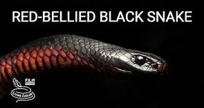 Red-bellied black snake, a big venomous snake fom Australia