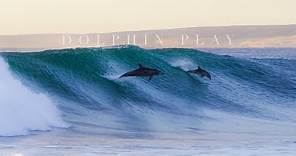 Amazing Dolphins Surfing Waves in Western Australia