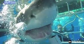 Great White Shark Breaks Into Cage [RAW VIDEO]