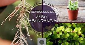 COMO REPRODUCIR ARBOL DE LA ABUNDANCIA || SUPER FACIL (PORTULACARIA AFRA)