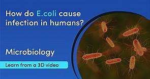 Types of E. coli and how they infect humans | MediMagic | 3D video