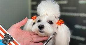 Marvelous Maltese Makeovers | Transforming Your Maltese's Look with Expert Haircuts