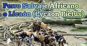 Conoce todo sobre el Licaón el perro salvaje africano (Lycaon pictus) | @SafariPix