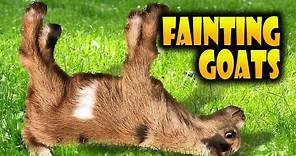 Top 40 Fainting Goats Very Funny Compilation 🐐😂 Goats Fainting Videos