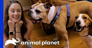 Victorian Bulldog Finds The Perfect New Sister In Villalobos | Pit Bulls & Parolees