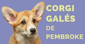 Perros Raza CORGI GALÉS DE PEMBROKE: Características, cuidados e historia