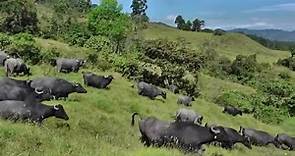 Búfalos: una especie triple propósito de excelente calidad y productividad - La Finca de Hoy